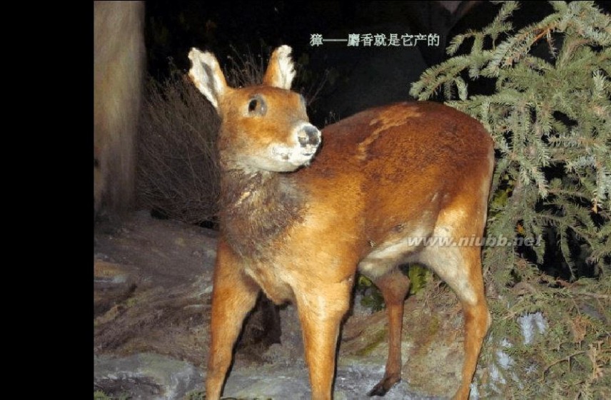 香料配方 各种香料的配方