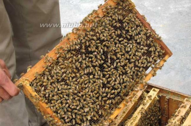 蜜蜂养殖的基本知识_蜜蜂的知识
