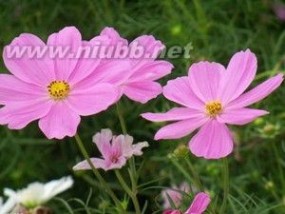 格桑花[藏地植物]：格桑花[藏地植物]-基本介绍，格桑花[藏地植物]-植物形态_格桑花花语