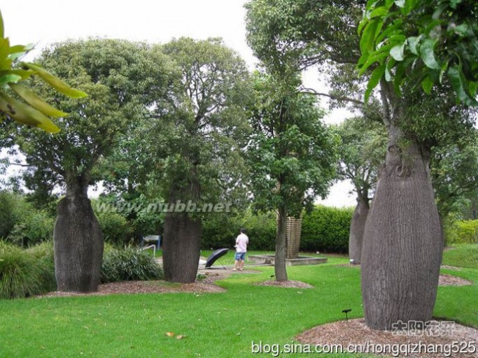 悉尼夏天的故事（十七）——奇怪的瓶子树