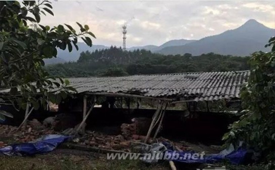 棚遭强拆猪满山跑 猪棚遭强拆猪满山跑 这年头养猪也非法？