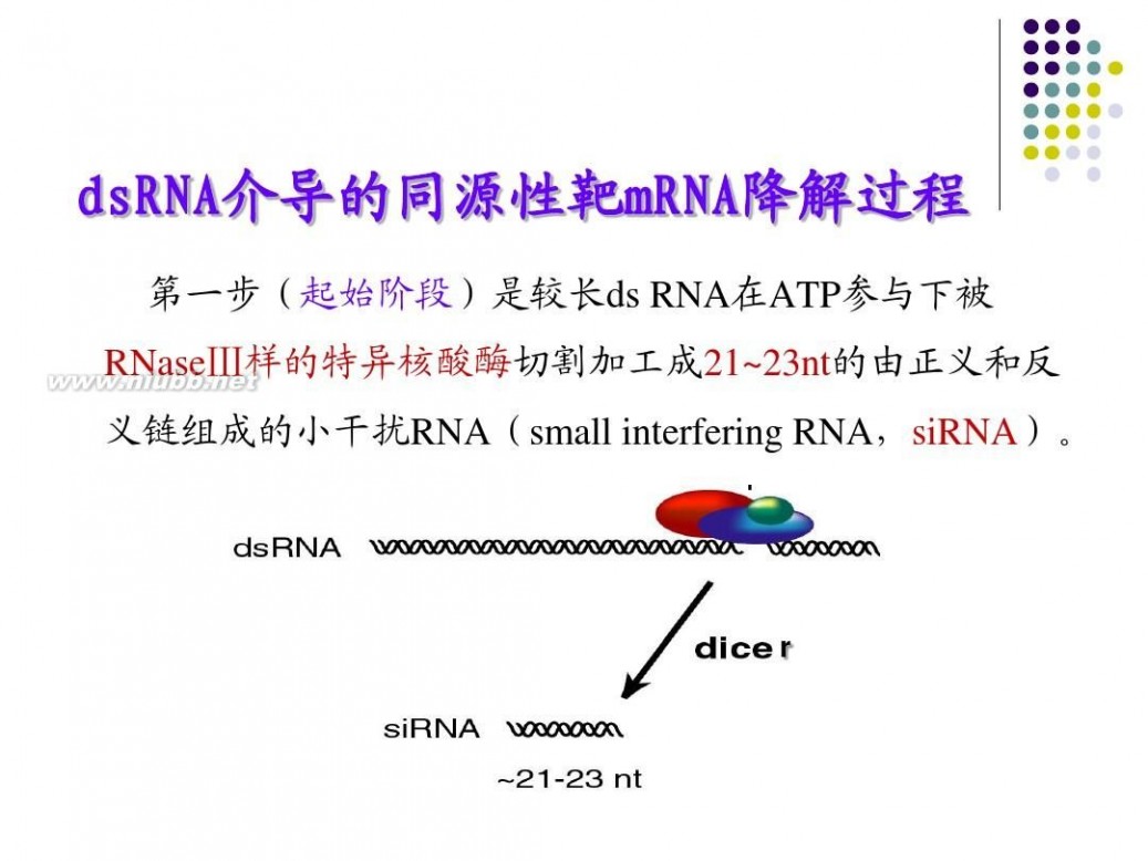 rna干扰 RNA干扰技术原理及应用