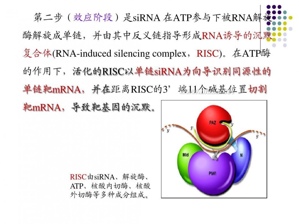 rna干扰 RNA干扰技术原理及应用