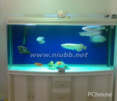 鱼缸 鱼缸图片，鱼缸的摆放位置，鱼缸造景