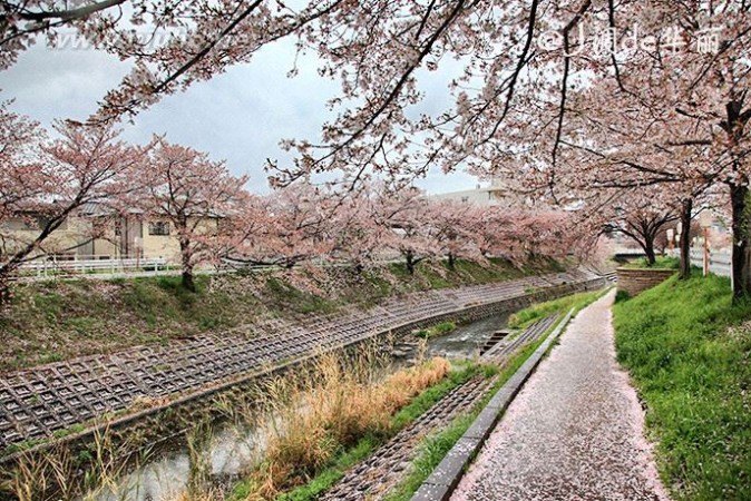 【日本】烟雨奈良，朦胧了一纸樱花梦