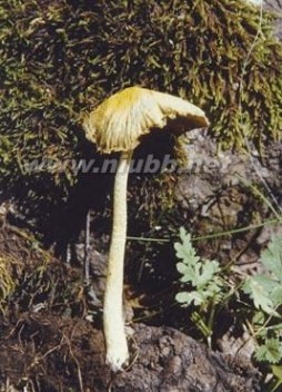 毒蘑菇图片 毒蘑菇图片及资料