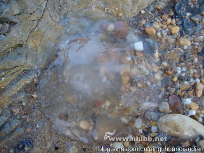 水母 海蜇 水母和海蜇的区别