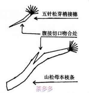 果树嫁接 12种果树嫁接法演示图