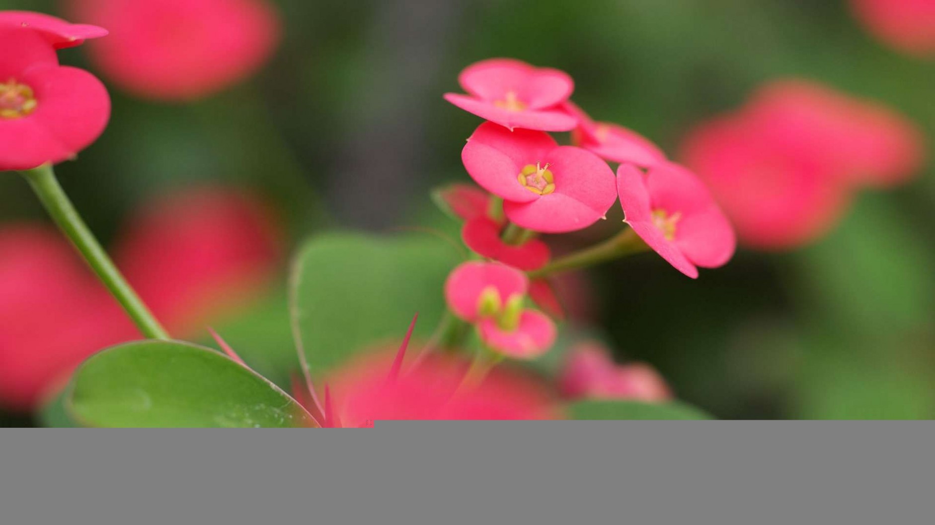 风景美图 春日娇艳鲜花唯美大自然风景美图