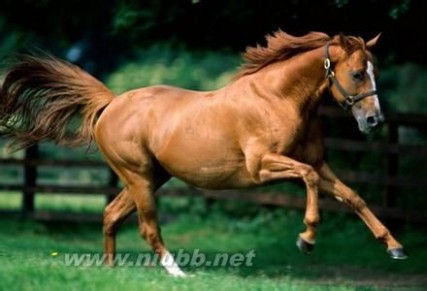 纯血马 世界上跑得最快的马 英国纯血马