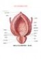 男性生殖器解剖图 男性、女性生殖系统解剖示意图