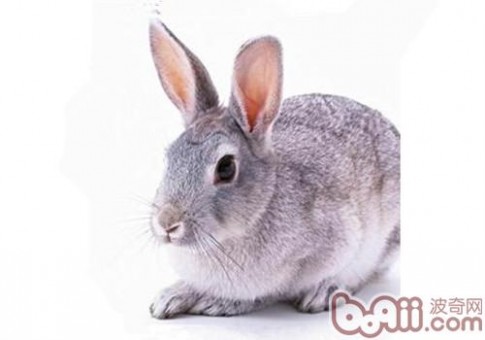 青紫蓝兔 青紫蓝兔,青紫蓝兔价格、青紫蓝兔多少钱一只、青紫蓝兔好养吗