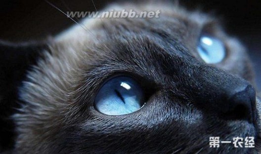 蓝眼睛的猫有哪些？_蓝眼睛的猫