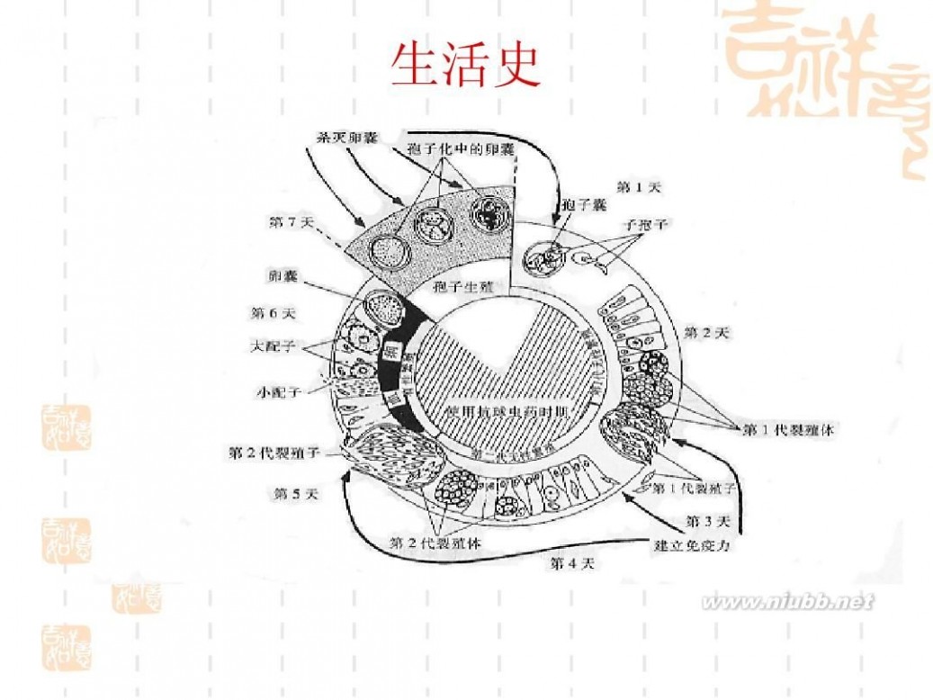 鸡球虫病 鸡球虫病及其防治