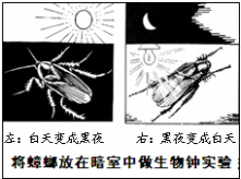 标本瓶 某人做了以下试验：在标本瓶内装几只蟑螂以及它们吃的食物，瓶口用白纱布封住，使瓶内透气．白天用黑纸袋套