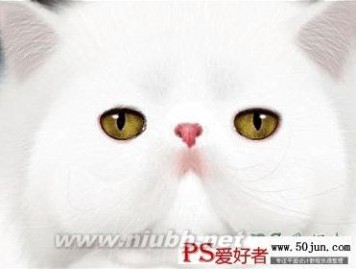 可爱猫咪头像 ps鼠绘教程：可爱动物头像制作,绘制憨厚可爱的小白猫头像