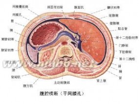 腹膜：腹膜-概述，腹膜-病因学_腹膜