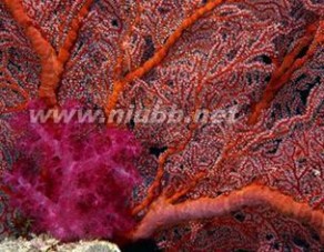 珊瑚树 珊瑚树，珊瑚树价格，珊瑚树图片