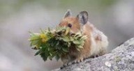 伊犁鼠兔 伊犁鼠兔：伊犁鼠兔-基本介绍，伊犁鼠兔-栖息环境