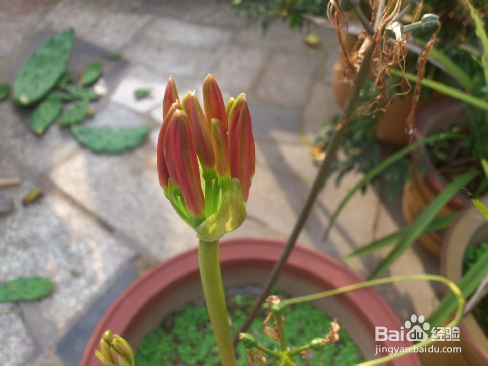 彼岸花的种植 如何种植彼岸花