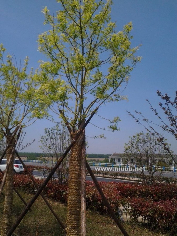 常见绿化植物树木图片