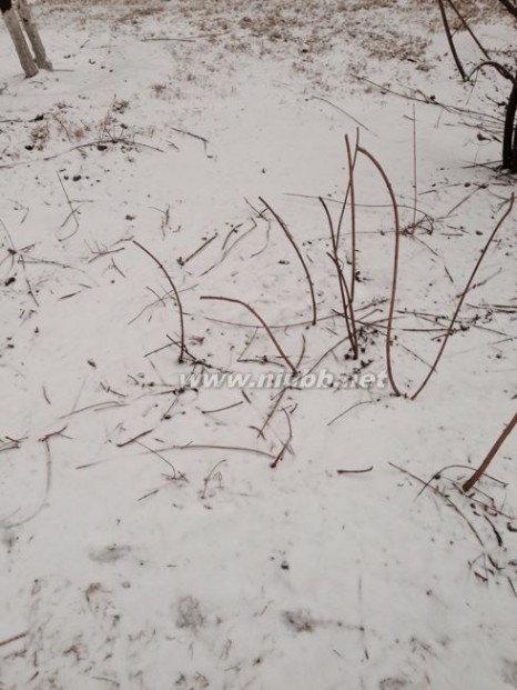 2014年北京第一场雪