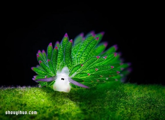海蛞蝓 最萌生物！宛如小绵羊的藻类海蛞蝓