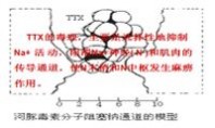 河豚品种 河豚鱼的做法