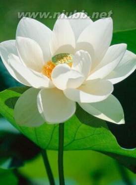 莲花的象征意义 夏季吃莲子的养生功效_莲花的象征意义