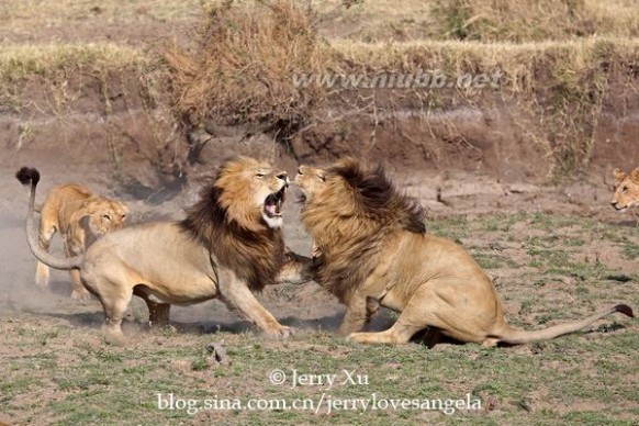 【肯尼亚】狮王争霸！马赛马拉玛莎狮群的终极巅峰较量