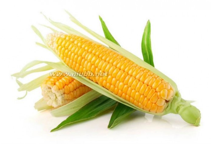 玉米的价格 2015年6月25日全国玉米价格今日最新市场行情预测