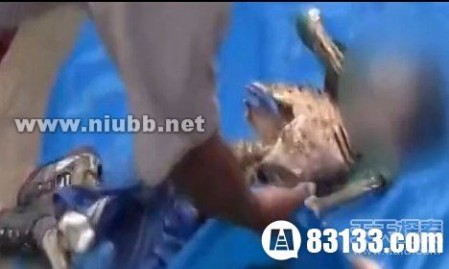11岁少年遭食人鱼攻击 尸体被咬成骷髅
