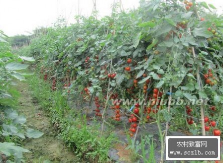 樱桃番茄种植 夏季种植樱桃番茄的方法，樱桃番茄在夏季栽培的要点