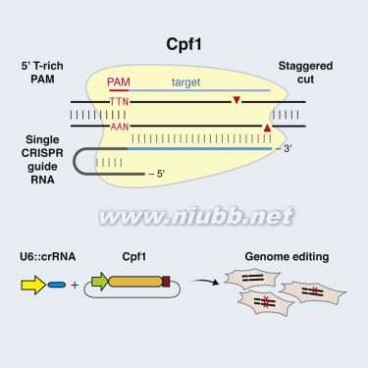 张锋 张锋Cell重大突破：基因编辑家族“新神器”诞生，