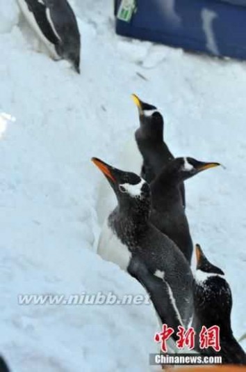 新禽流感 禽流感肆虐全球 南极企鹅身上发现新禽流感病毒