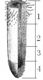 初一生物上册知识点 2014七年级上册生物复习提纲(有答案)