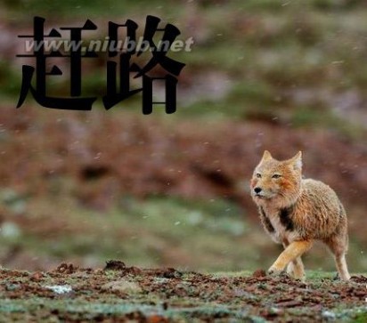 原来藏狐才是真正的表情帝啊！_藏狐