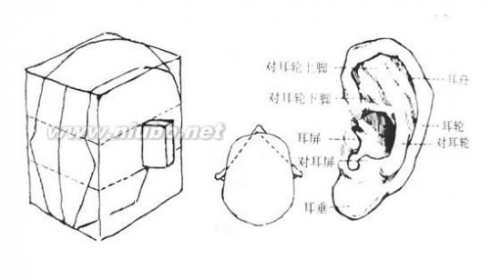 人体结构素描 人物素描：人体头部结构图