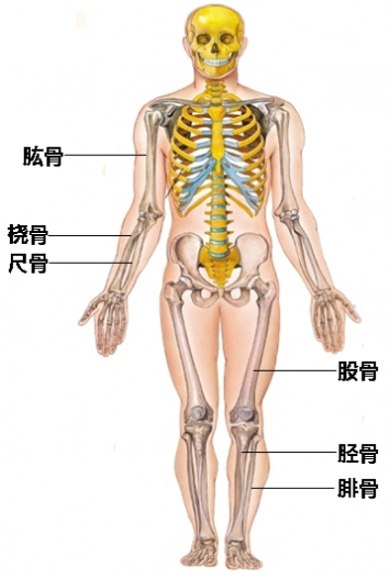 识骨寻踪 识骨寻踪速成班：身高篇