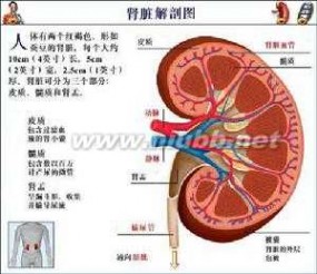 急性肾功能不全 急性肾功能不全,急性肾功能不全的病因