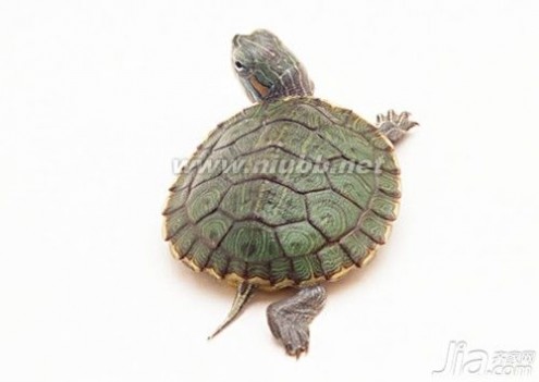 巴西彩龟 最正确的巴西彩龟饲养方法