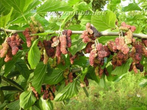 桑树种植栽培农业技术,桑树养殖技术推荐_桑树