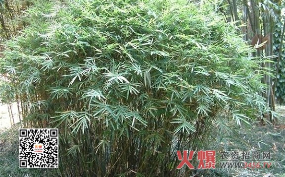 凤尾竹 凤尾竹叶子发黄怎么办？补救措施