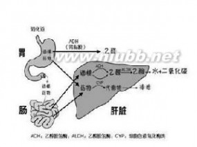 酒精中毒：酒精中毒-个人介绍，酒精中毒-临床表现_慢性酒精中毒