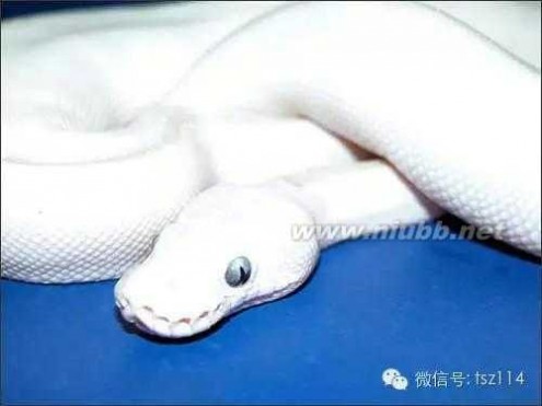 最大蟒蛇 蟒蛇之最：世界最大的蛇排名