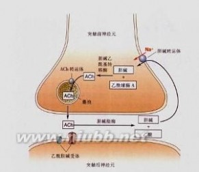 乙酰胆碱：乙酰胆碱-定义，乙酰胆碱-人类对乙酰胆碱的认识_乙酰胆碱