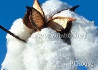 长绒棉 【长绒棉】长绒棉和全棉的区别，长绒棉的特点，长绒棉和细绒棉的区别