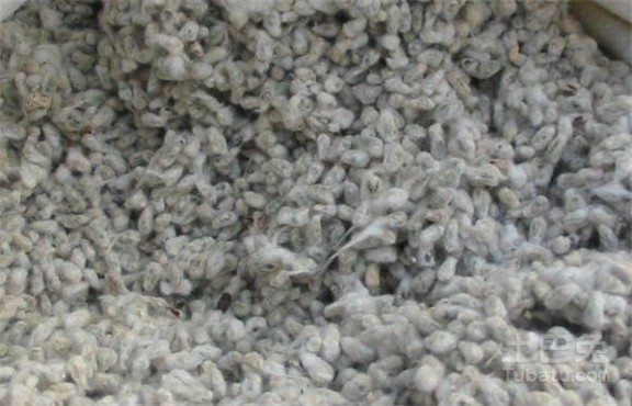 棉籽 棉籽用途及其药用价值的介绍