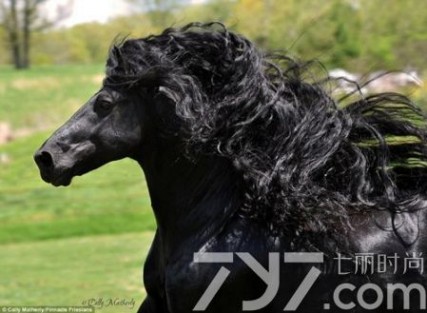 世界最帅长发马 世界最帅长发马 大黑卷毛似油画配种费几万