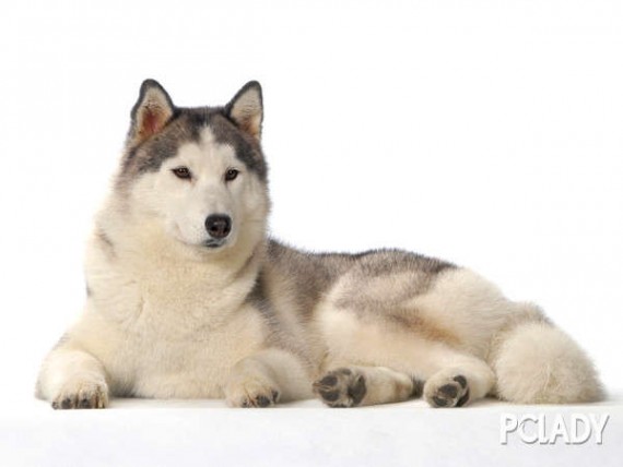 阿拉斯加雪橇犬性格 【阿拉斯加雪橇犬性格】阿拉斯加雪橇犬温顺吗